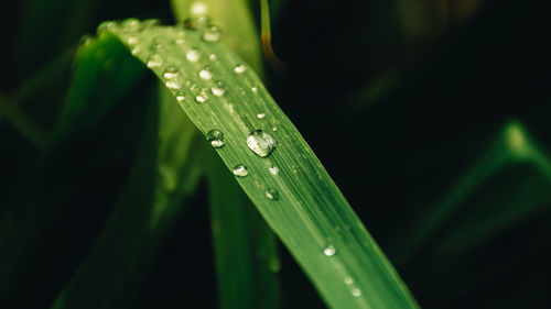 Close-up of water drops on blade of grass