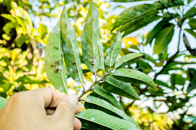 Close-up of hand holding leaves