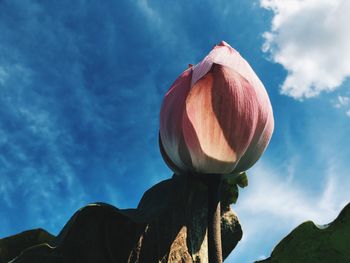 Close-up of pink flowering plant against sky