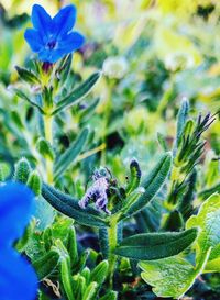 Close-up of bumblebee on plant