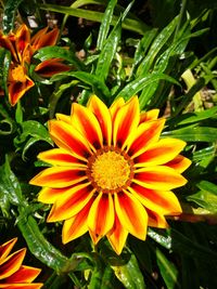 Close-up of orange flower in park