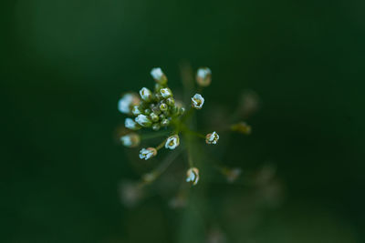 Close-up of water drops on flowering plant