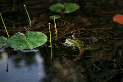 Close-up of frog in pond