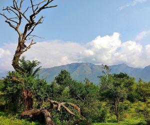 Plants growing on land against sky