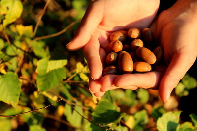 Close-up of hand holding fruit