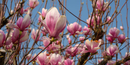 Close-up of pink flowering plant against sky