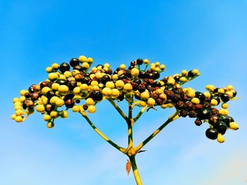 Low angle view of yellow tree against blue sky