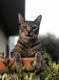 Close-up portrait of a cat