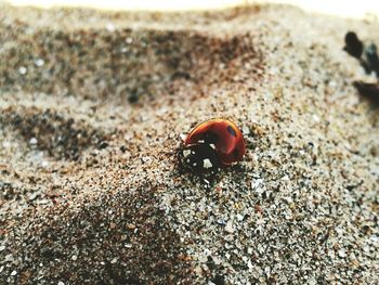 Close-up of crab on sand