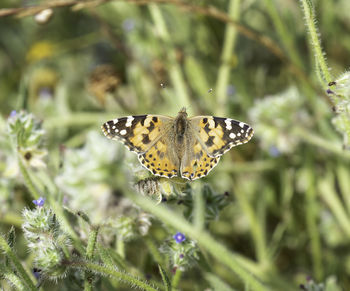 Close-up of butterfly on purple flower