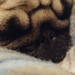 Close-up of cat sleeping