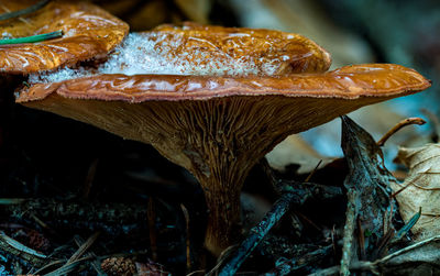 Close-up of mushroom growing on field