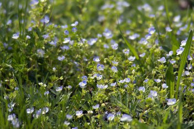 Close-up of blue flowering plants on field