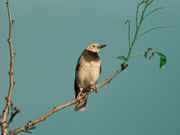 Low angle view of bird perching on branch against sky