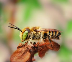 Close-up of green-eyed bee on the dead leaf 