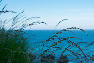 Close-up of grass by sea against sky