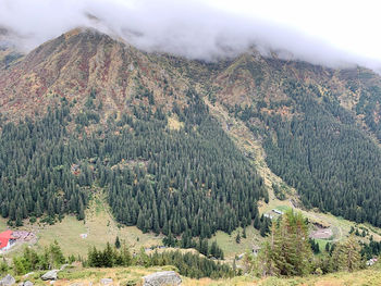 High angle view of pine trees on mountain