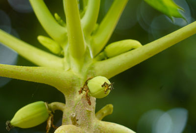 Close-up of insect on leaf