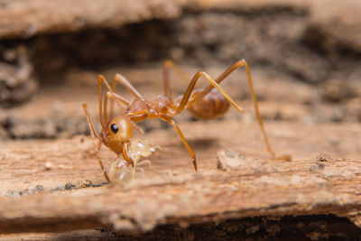 Close-up of ant on wood