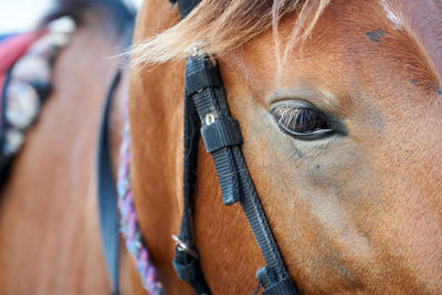 Close-up of horse