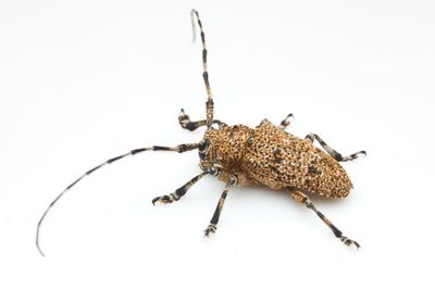 Close-up of insect on white background