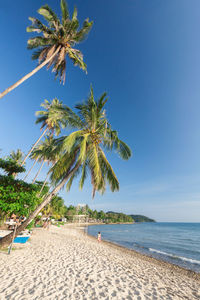 Palm trees on beach against sky