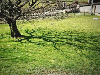 Shadow of bare tree on landscape