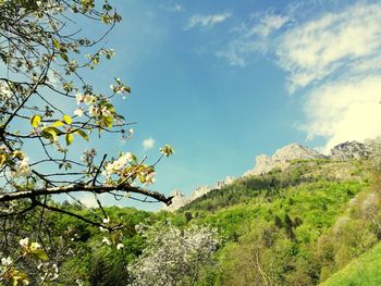 Low angle view of flowering plants against sky