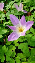 Close-up of flower blooming outdoors