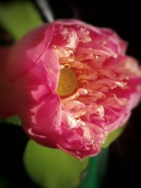 Close-up of pink rose blooming outdoors