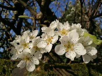 Close-up of white flowers