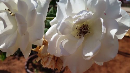 Close-up of white flowering plant