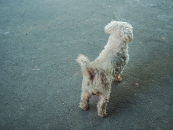 High angle view of dog standing on road