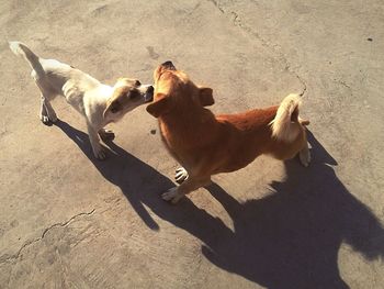 High angle view of dogs standing on floor