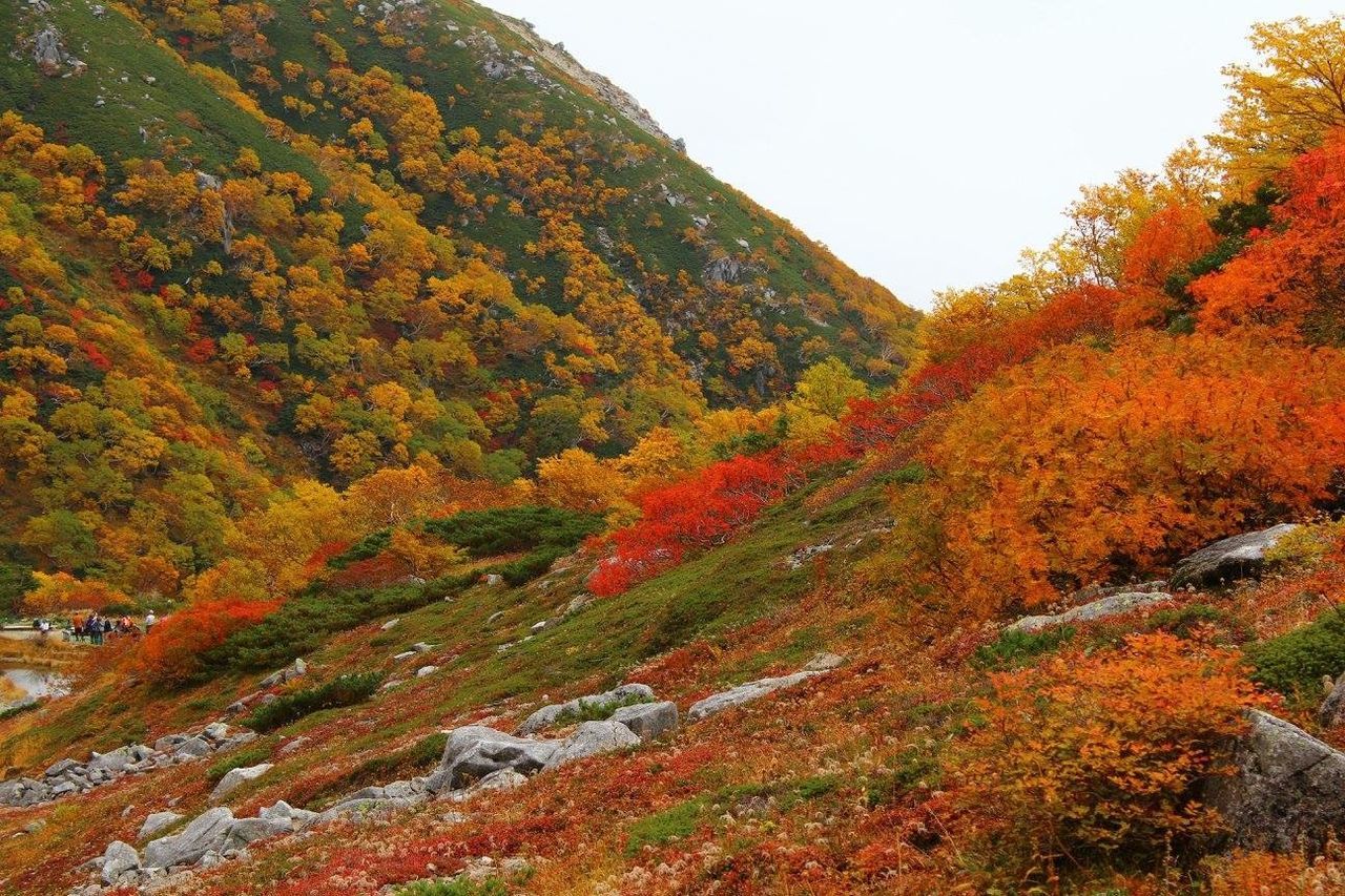 autumn, tree, change, season, tranquility, tranquil scene, beauty in nature, scenics, orange color, nature, growth, mountain, clear sky, non-urban scene, idyllic, landscape, forest, red, day, no people