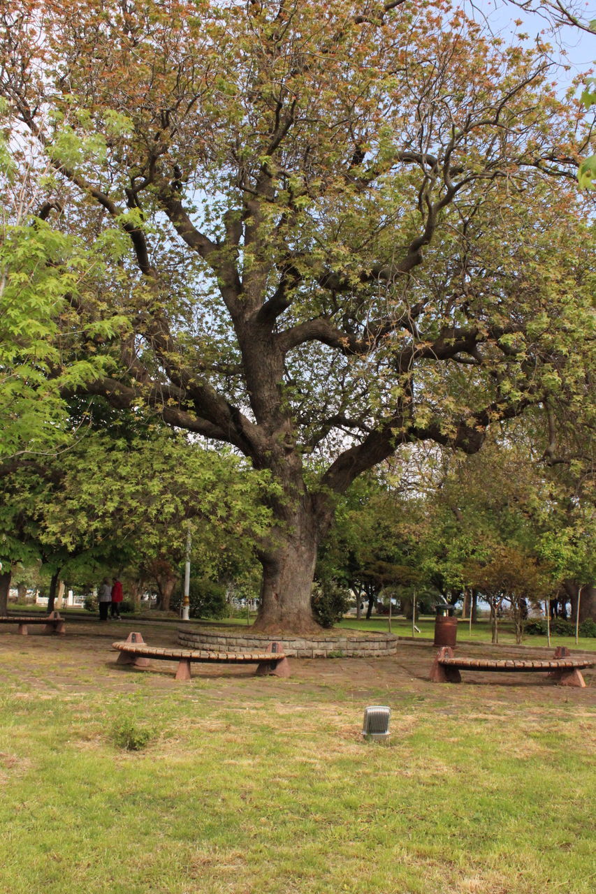 TREE IN CEMETERY