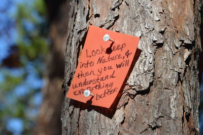 Close-up of sign on tree trunk