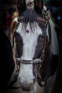 Close-up of a horse