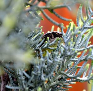 Close-up of insect on tree