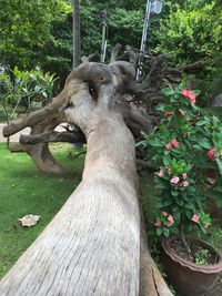 Close-up of lizard on tree trunk