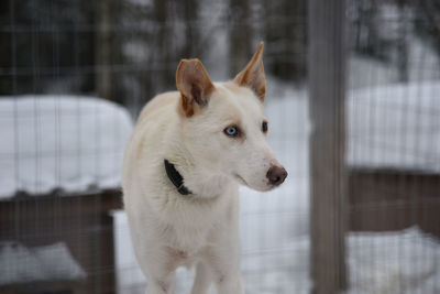 Siberian husky dog in rovaniemi, finland