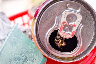 Close-up of bee on lid of drink can