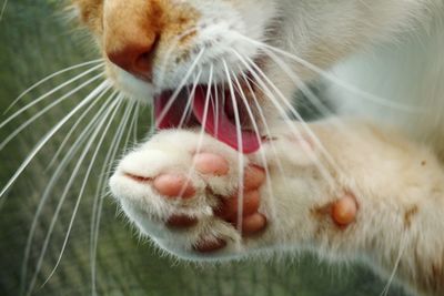 Close-up of cat yawning