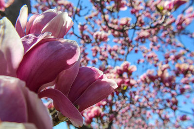 Low angle view of pink flowering tree