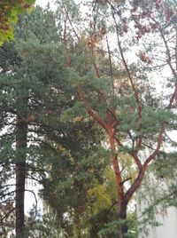 Low angle view of trees in forest