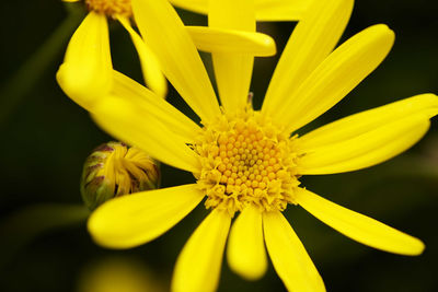 Close-up of yellow flower