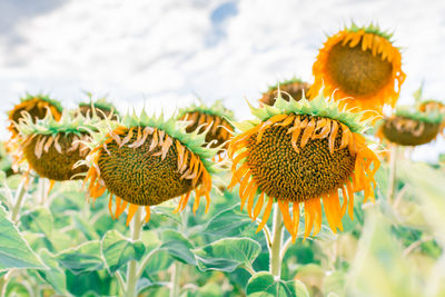 Blooming sunflowers close-up on a field on a summer day. harvest and cultivation