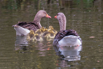 Ducks swimming in lake