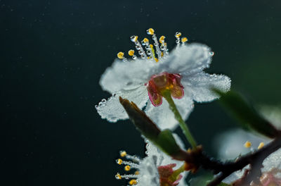 Close-up of white flowering plant against black background