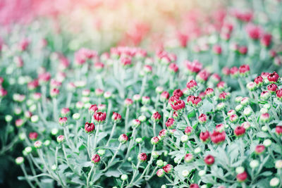 Close-up of flowering plant on field